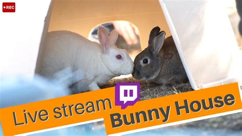 House Rabbit Webcams. . Rabbits cams